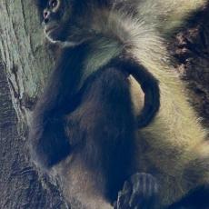 Mangrove Kayak & Monkey Sanctuary - activity in El Salvador